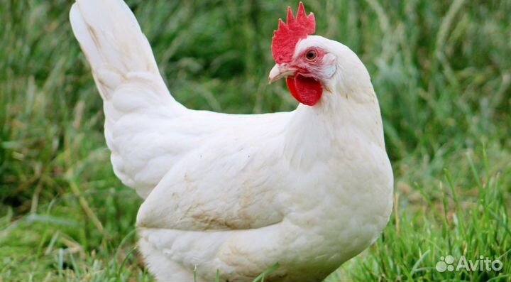 Доставка кур