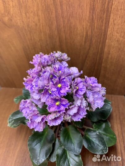 Фиалки мини