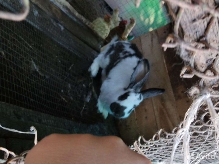 Кролик немецкий пестрый строкач