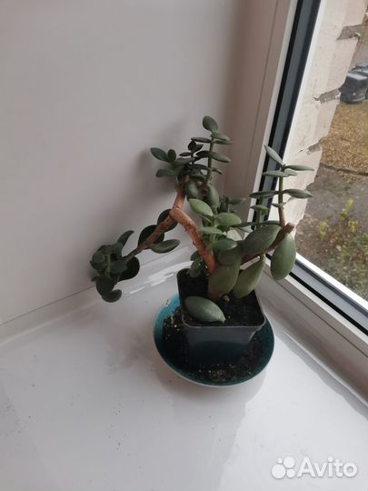 Толстянка, денежное дерево, крассула