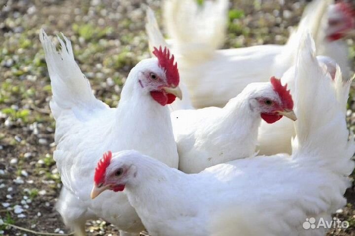 Кура несушка