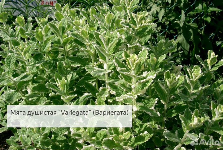 Мята в ассортименте