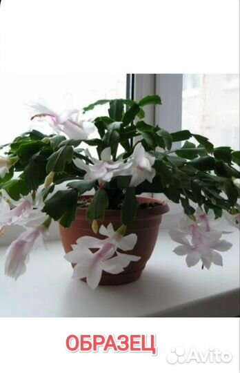 Декабрист шлюмбергера