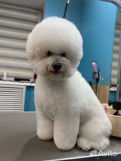 Бишон фризе вязка