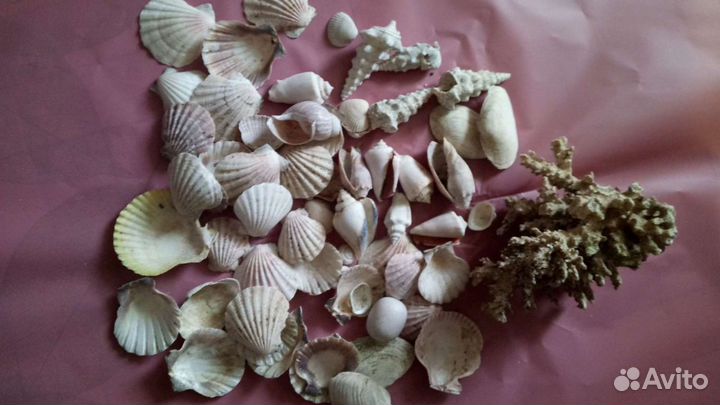 Коралл и ракушки