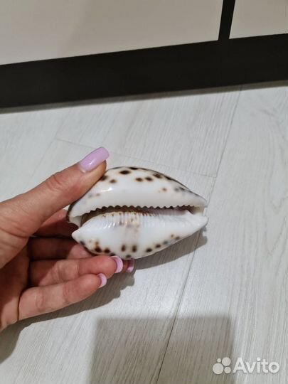 Морские ракушки