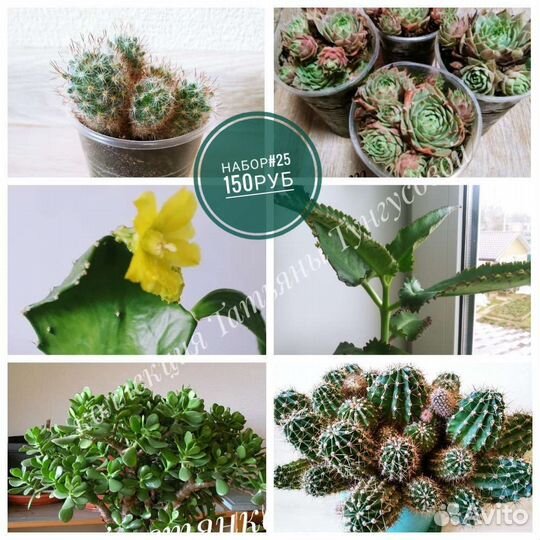 Наборы комнатных растений