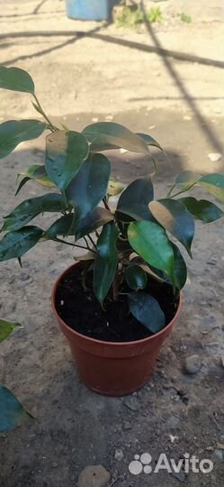 Цветок фикус мелколистный