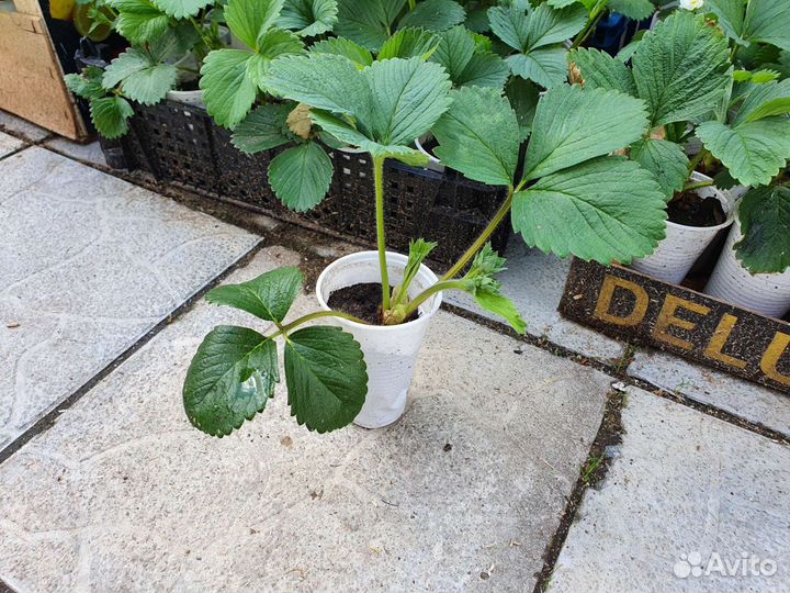 Клубника Московская