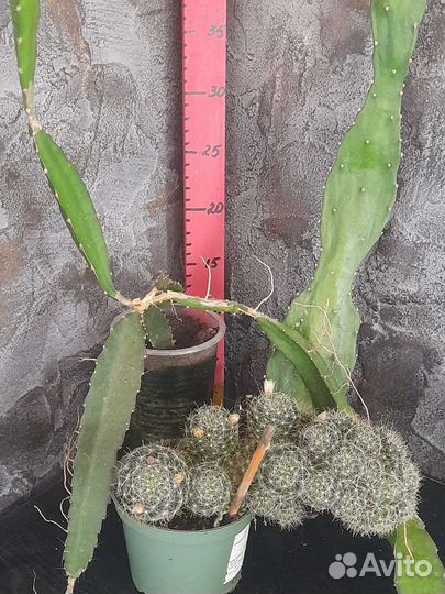 Кактусы и суккуленты