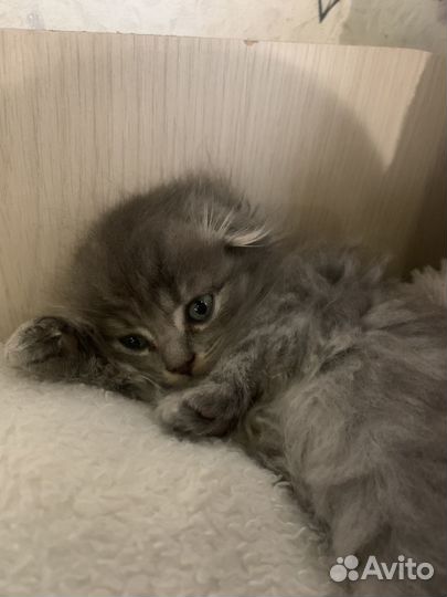 Шотландские котята