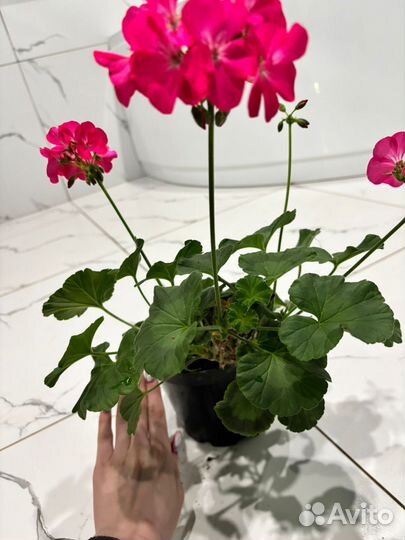 Пеларгония герань