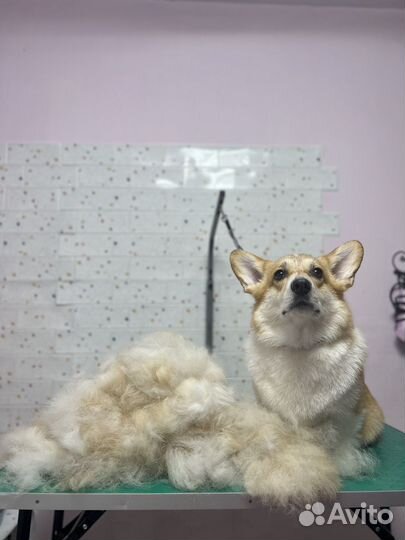 Экспресс линька собак и кошек