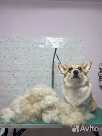 Экспресс линька собак и кошек