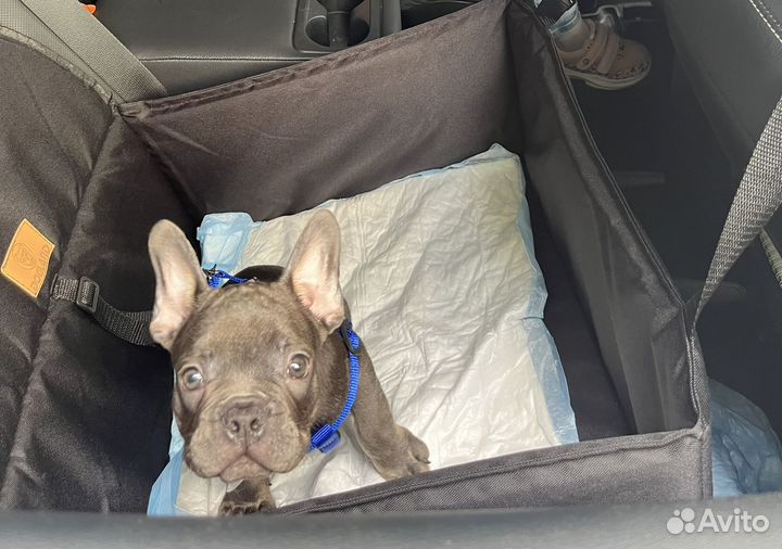 Автогамак для перевозки собак