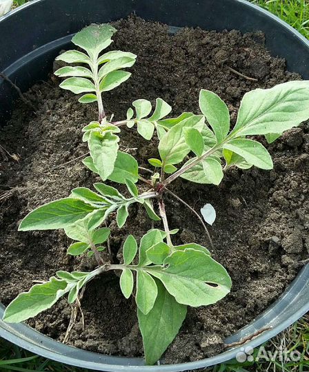 Растения и саженцы для дачи и сада