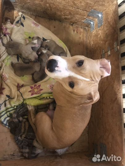 Стаффордширский терьер щенки