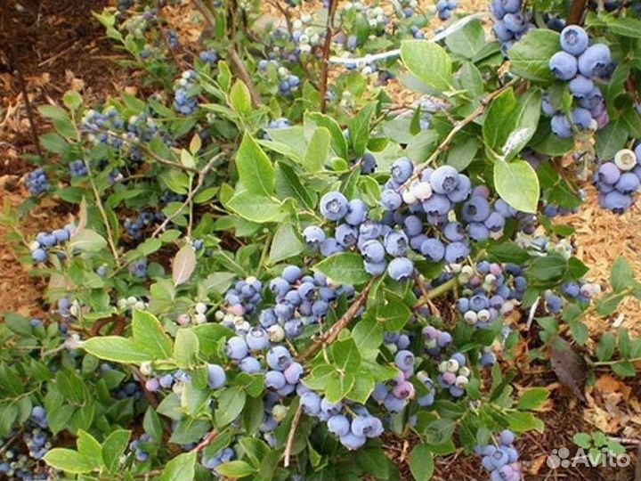 Голубика сорт Патриот саженцы