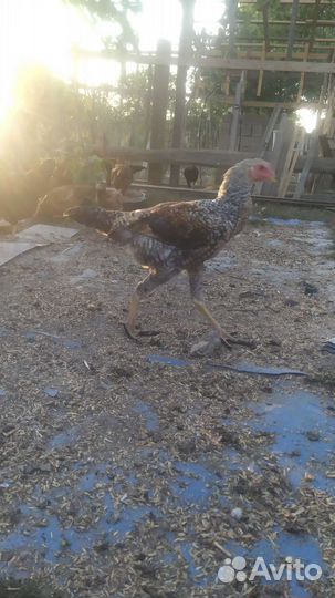 Бойцовая птица