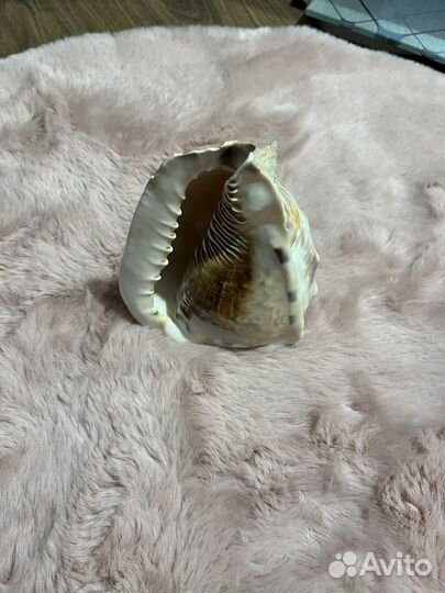 Морские ракушки раковины