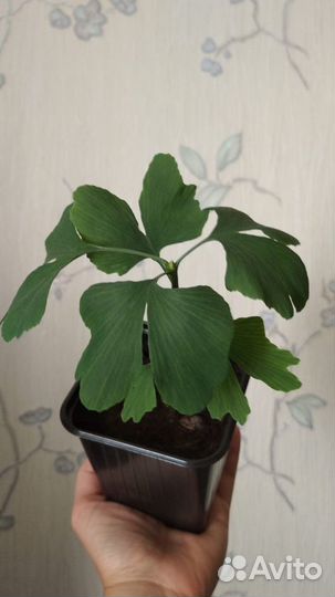 Молодое деревце гинго-билоба