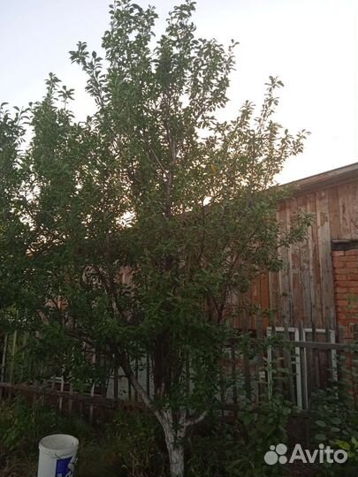 Саженцы сливы