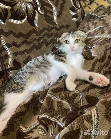 Котенок в добрые руки