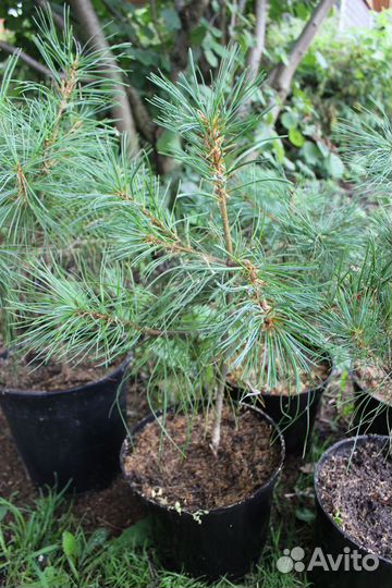 Кедр Сибирский / Корейский