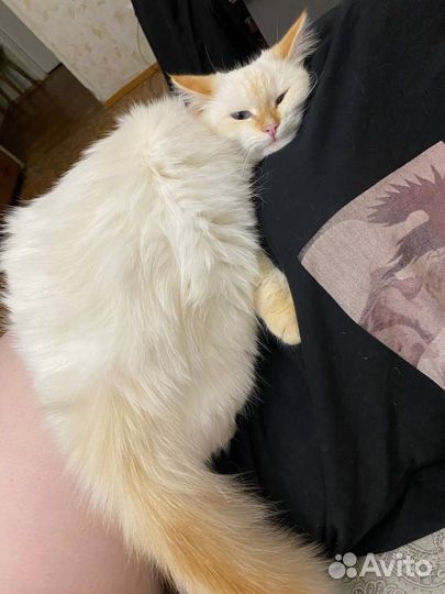 Кошки в добрые руки бесплатно