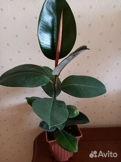Фикус каучуконосный,Де гантель,Белиз,Амстел кинг