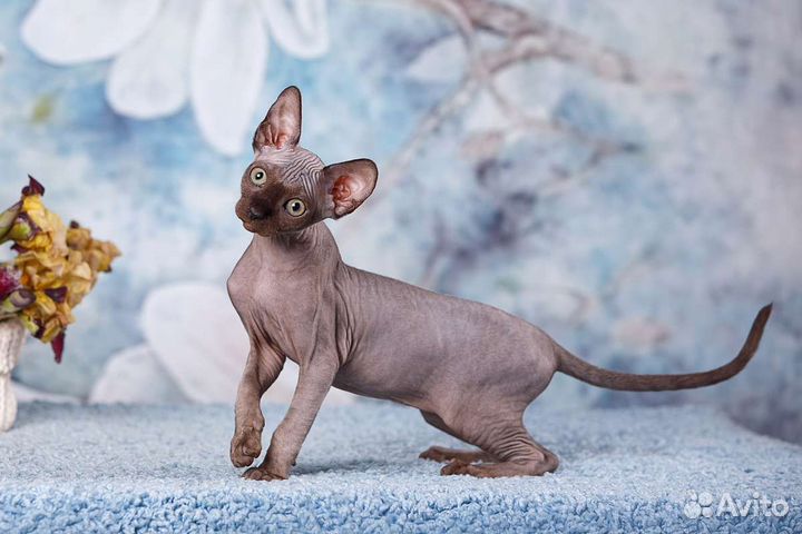 Канадский сфинкс эльф