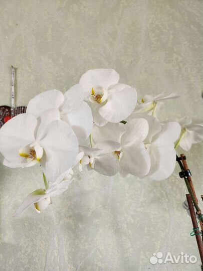 Орхидеи