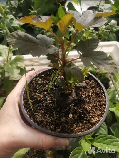 Пузыреплодник калинолистный Леди Ред саженцы