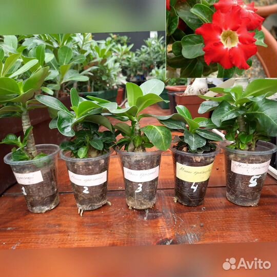 Мини адениум махровый, вариегатный