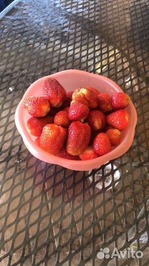 Саженцы клубники