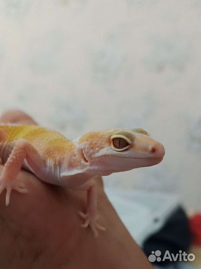 Эублефар малыши