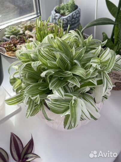 Традесканция Альбовитата (Альбовита)