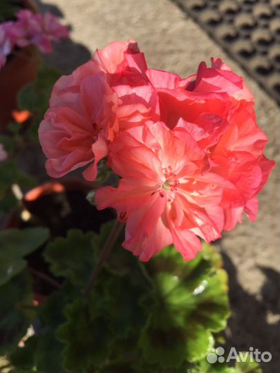 Герани разные :розабудная,королевская,махров