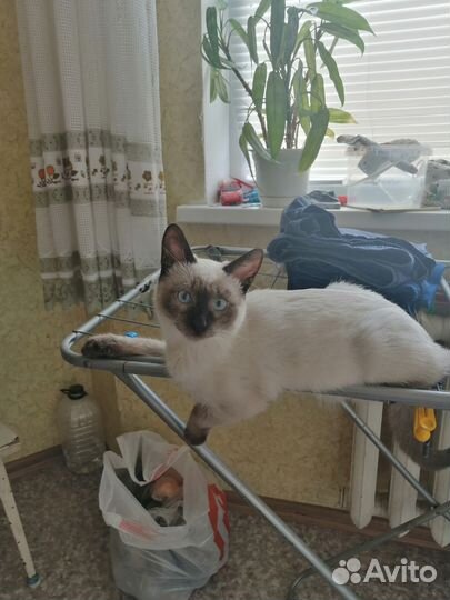 Тайский кот вязка