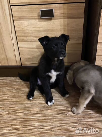 Щенки бесплатно