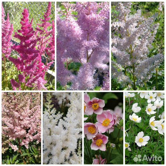 Многолетние цветы для сада