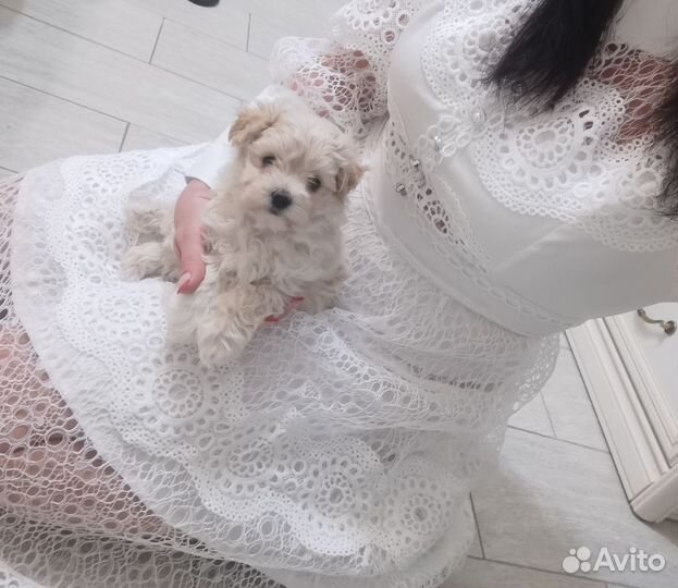 Собака