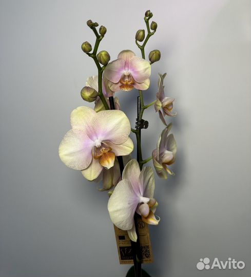 Орхидея фаленопсис персик
