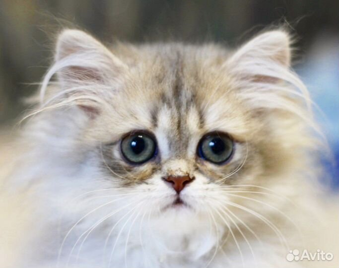 Зеленоглазая совушка