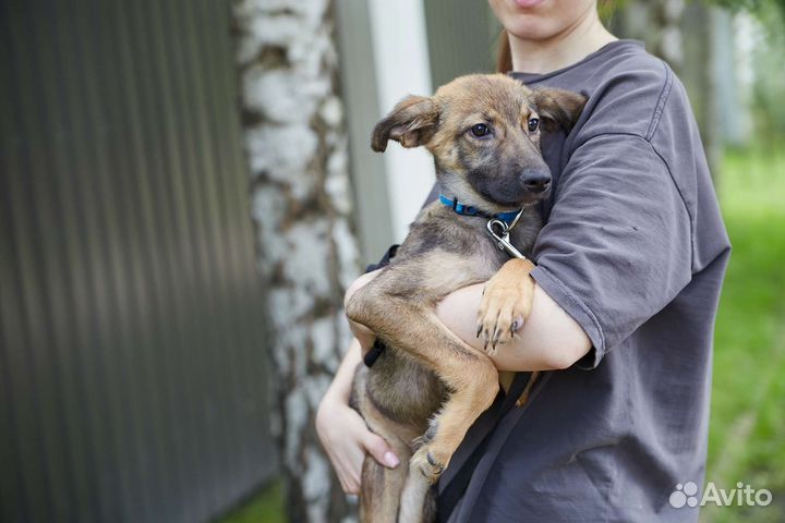 Хорошенькая Джесси ищет дом