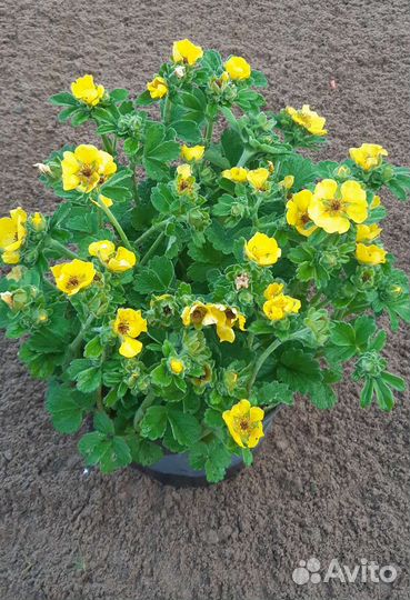 Растения для ландшафтного дизайна