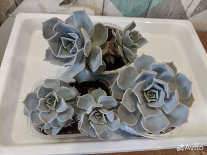 Суккуленты эхеверия