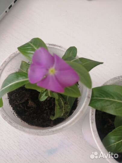 Катарантус (цветы)