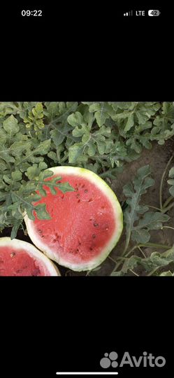 Арбуз