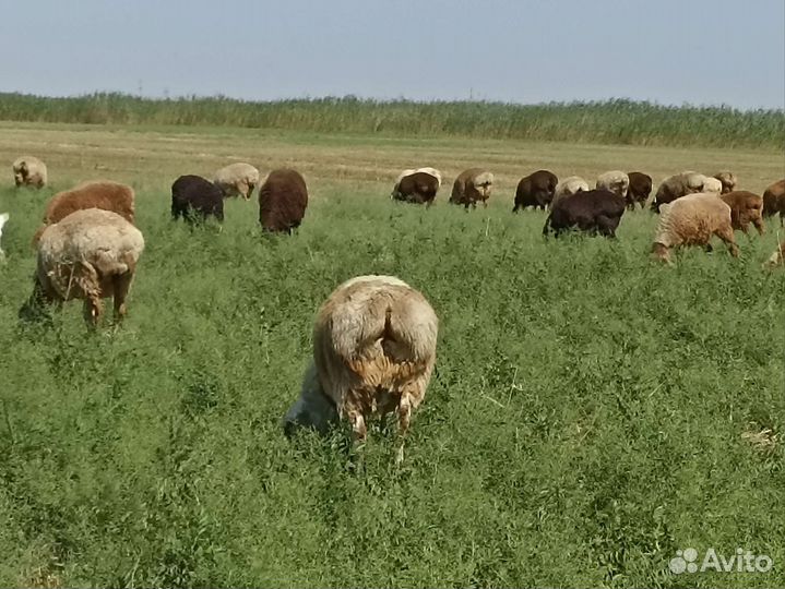 Гиссарские ягнята на Племя